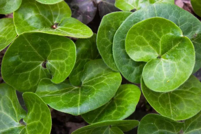 European Wild Ginger