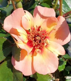 Flower Carpet® Peach Rose